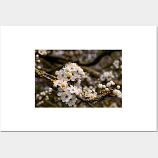 Springtime blossom Posters and Art